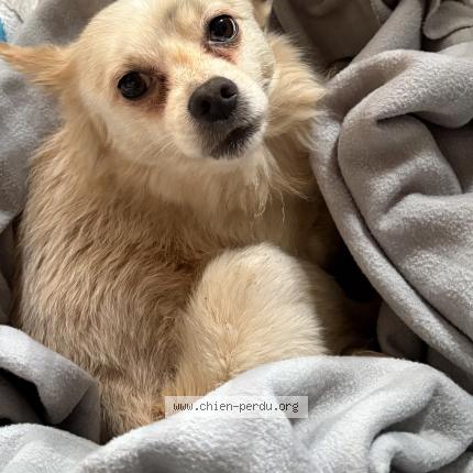 Photo de chien trouvé à Ponchon