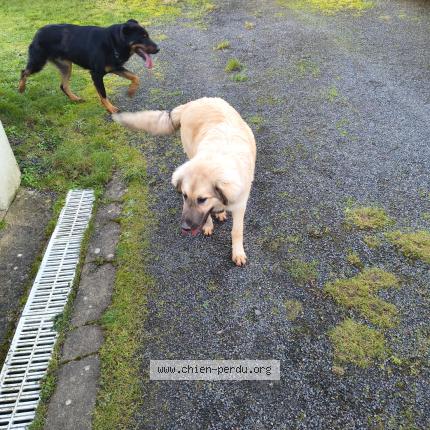 Photo 1/1 Chien retrouvé Trouvé à Saint andre sur sevre