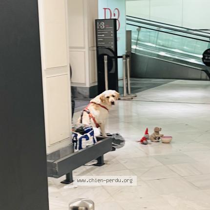 Photo 1/1 Chien trouvé Trouvé à Levallois