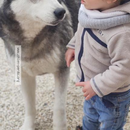 Photo 1/1 Suzanne Fanny Chien perdu à St felix