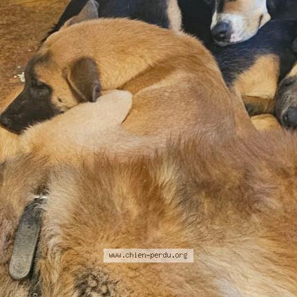 Photo 1/1 Tina Chien perdu à Saint fulgent des ormes