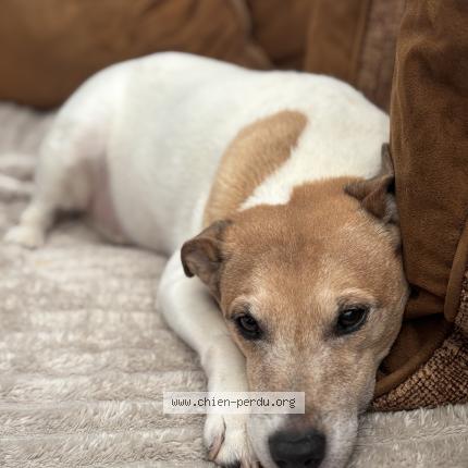 Photo 1/1 Garfield Chien perdu à Etainhus