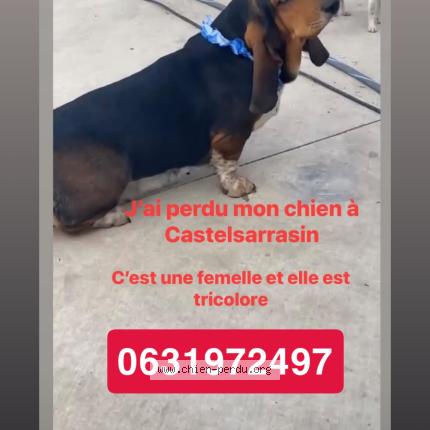 Photo 1/1 Tamara Chien perdu à Castelssarrasin