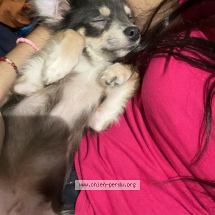 Photo 1/1 Gucci Chien perdu à Ales