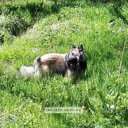 Photo de chien perdu à Saint Pierre Roche