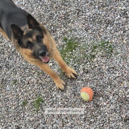 Photo 1/1 Chien trouvé Trouvé à Sauvian