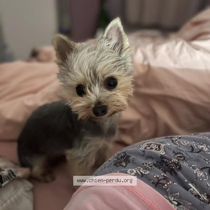 Photo 1/2 Pumba Chien perdu à Bellechaume