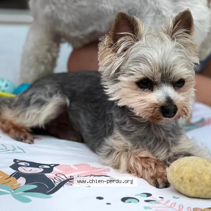 Photo 2/2 Pumba Chien perdu à Bellechaume