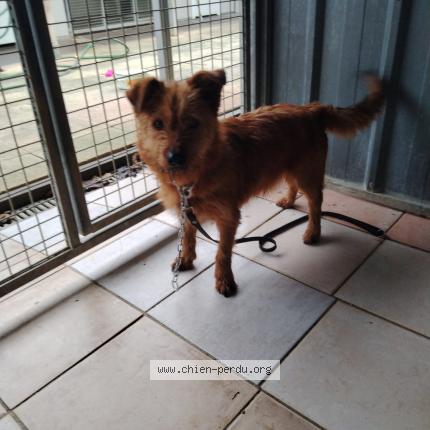 Photo 1/1 Chien trouvé Trouvé à Saint mard