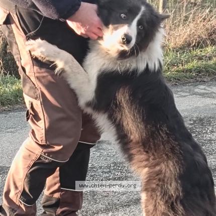 Photo 1/1 Chien trouvé Trouvé à Nexon