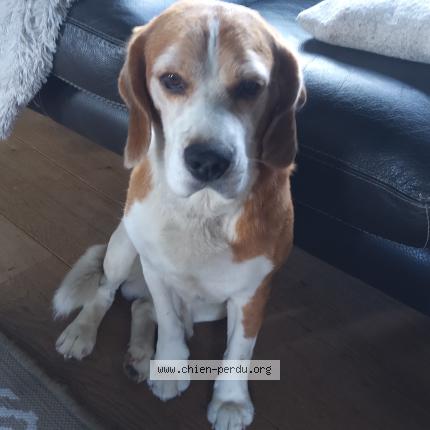 Photo 1/1 Chien trouvé Trouvé à Cholet