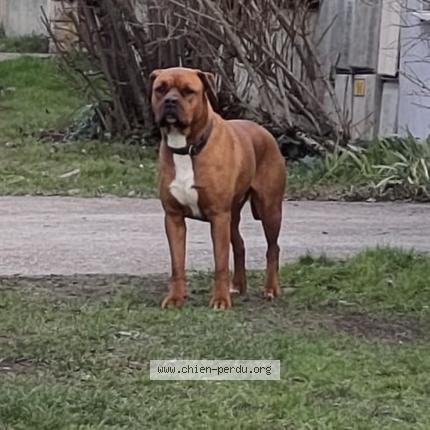 Photo 1/1 Chien trouvé Trouvé à Genay