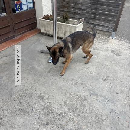 Photo 1/1 Chien retrouvé Trouvé à Arles