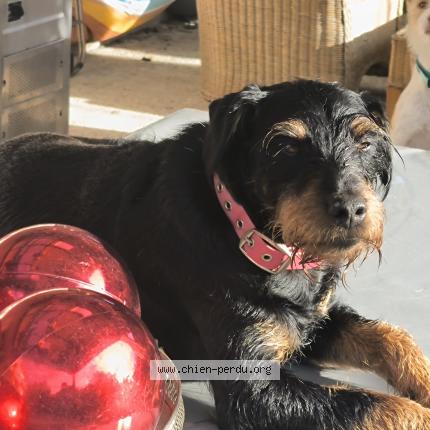 Photo 1/1 Chien retrouvé Perdu à Sorede