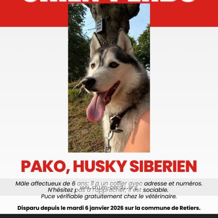 Photo 1/1 Pako Chien perdu à Retiers