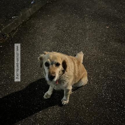 Photo 1/1 Chien retrouvé Trouvé à Nivolas vermelle
