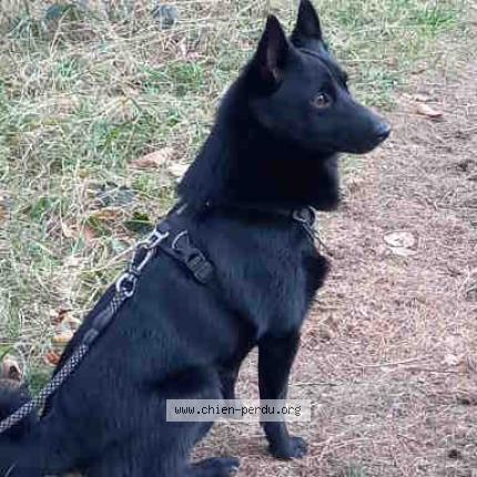 Photo 1/1 scott Chien perdu à Hauterive