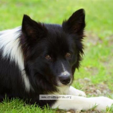 Photo 1/1 Nox Chien perdu à Cabanac