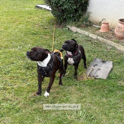 Photo 1/1 Bella Chien perdu à Labastide cezeracq