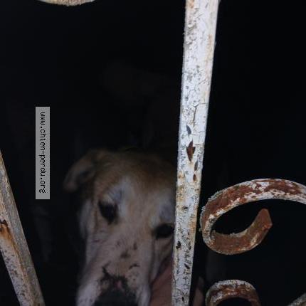 Photo 1/1 Chien trouvé Trouvé à Saint medard de guizieres