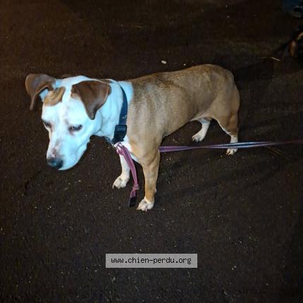 Photo 1/1 Chien trouvé Trouvé à Maromme