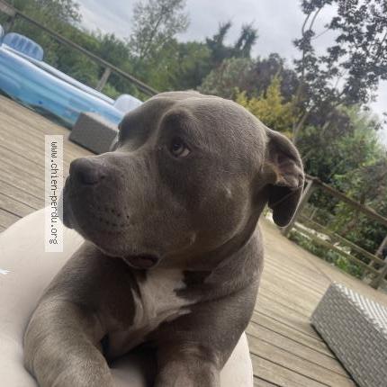 Photo 1/1 Boyka Chien perdu à Bize minervois