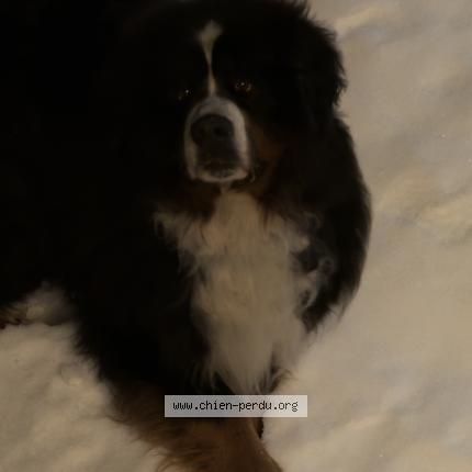 Photo 1/1 Chien trouvé Trouvé à Saint pierre dels forcats