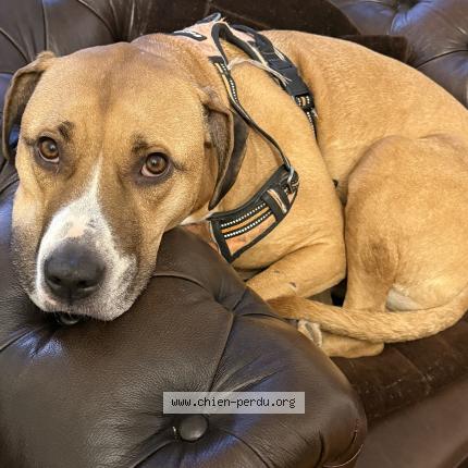 Photo de chien perdu à Morangis