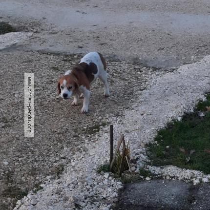 Photo 1/3 Chien trouvé Trouvé à Minzac