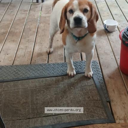 Photo 2/3 Chien trouvé Trouvé à Minzac