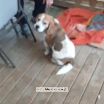 Photo 3/3 Chien trouvé Trouvé à Minzac