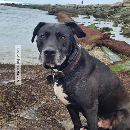 Photo 1/1 Power Chien perdu à Pont du chateau