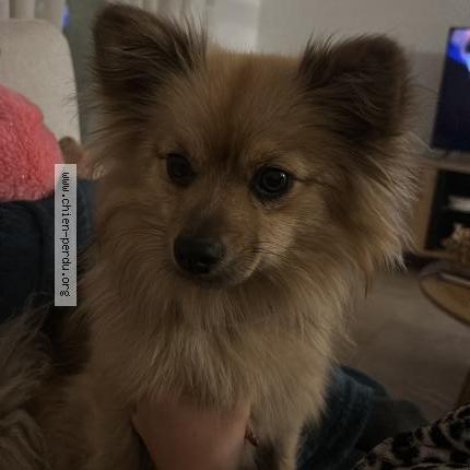 Photo de chien perdu à La Destrousse