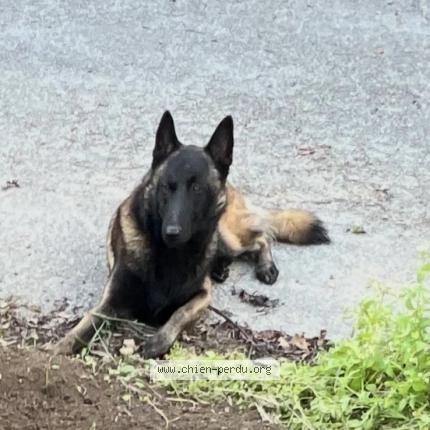 Photo de chien perdu à Theix