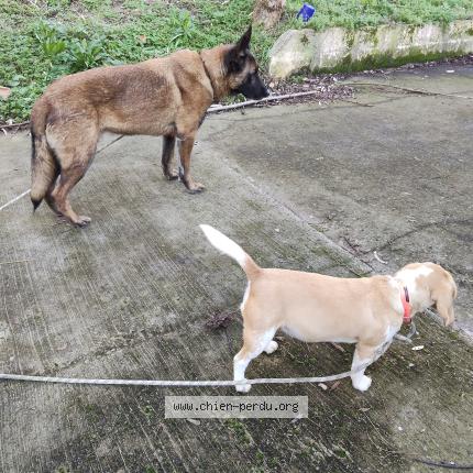 Photo 1/1 Chien trouvé Trouvé à Argenteuil