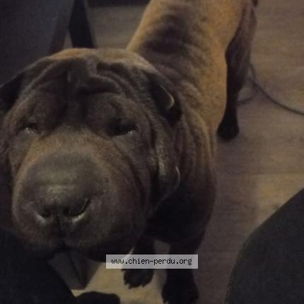 Photo de chien perdu à Thereval