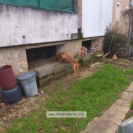 Photo 1/1 Chien trouvé Trouvé à Couiza