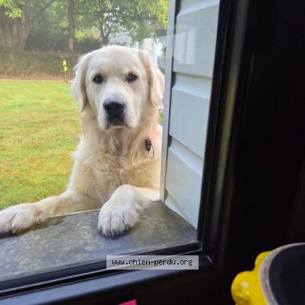 Photo 1/2 Voyou Chien perdu à Chateauneuf du faou
