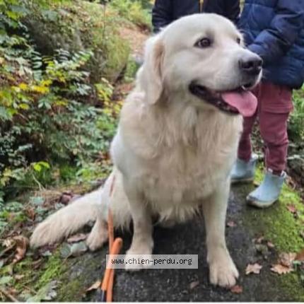 Photo 2/2 Voyou Chien perdu à Chateauneuf du faou