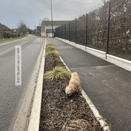 Photo 1/1 Chien trouvé Trouvé à Mametz