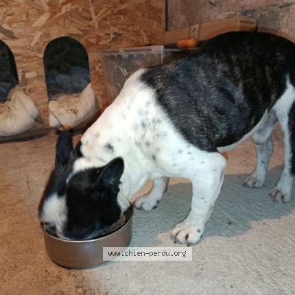 Photo 1/1 Chien trouvé Trouvé à Millau