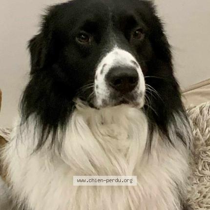 Photo 1/1 Toka&iuml; Chien perdu à Beziers