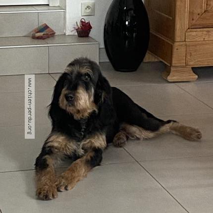 Photo de chien perdu à Chateaugay