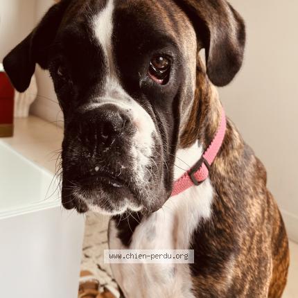 Photo de chien perdu à Garies