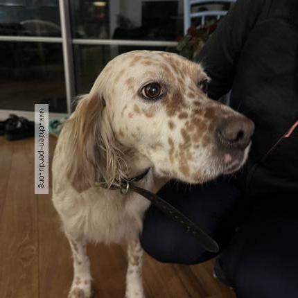 Photo 1/1 Chien retrouvé Trouvé à Yvrac