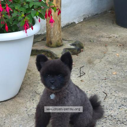 Photo 1/1 Elvis Chien perdu à Roubaix