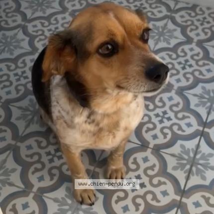 Photo 1/1 Chien retrouvé Perdu à Lavernose lacasse lacasse