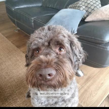 Photo de chien perdu à Reze