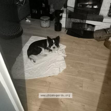 Photo de chien trouvé à Auneau