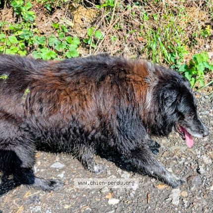 Photo 1/1 Zakura Chien perdu à Domezain berraute